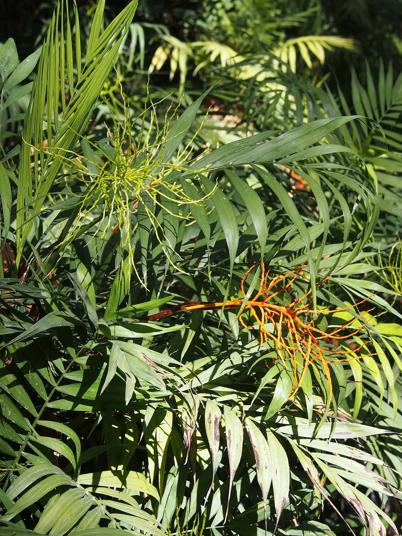 Close view of Parlour palm (Chamaedorea elegans) foliage.