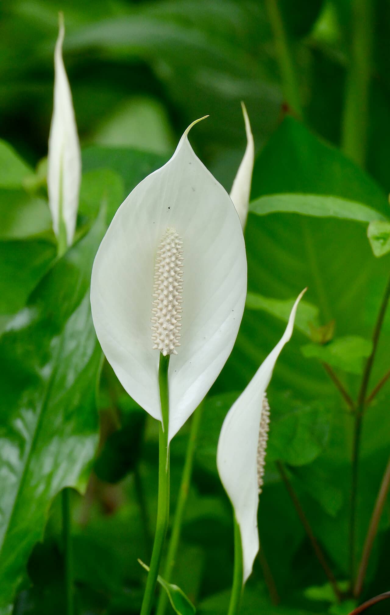 Peace lily (Spathiphyllum wallisii), the whole plant.