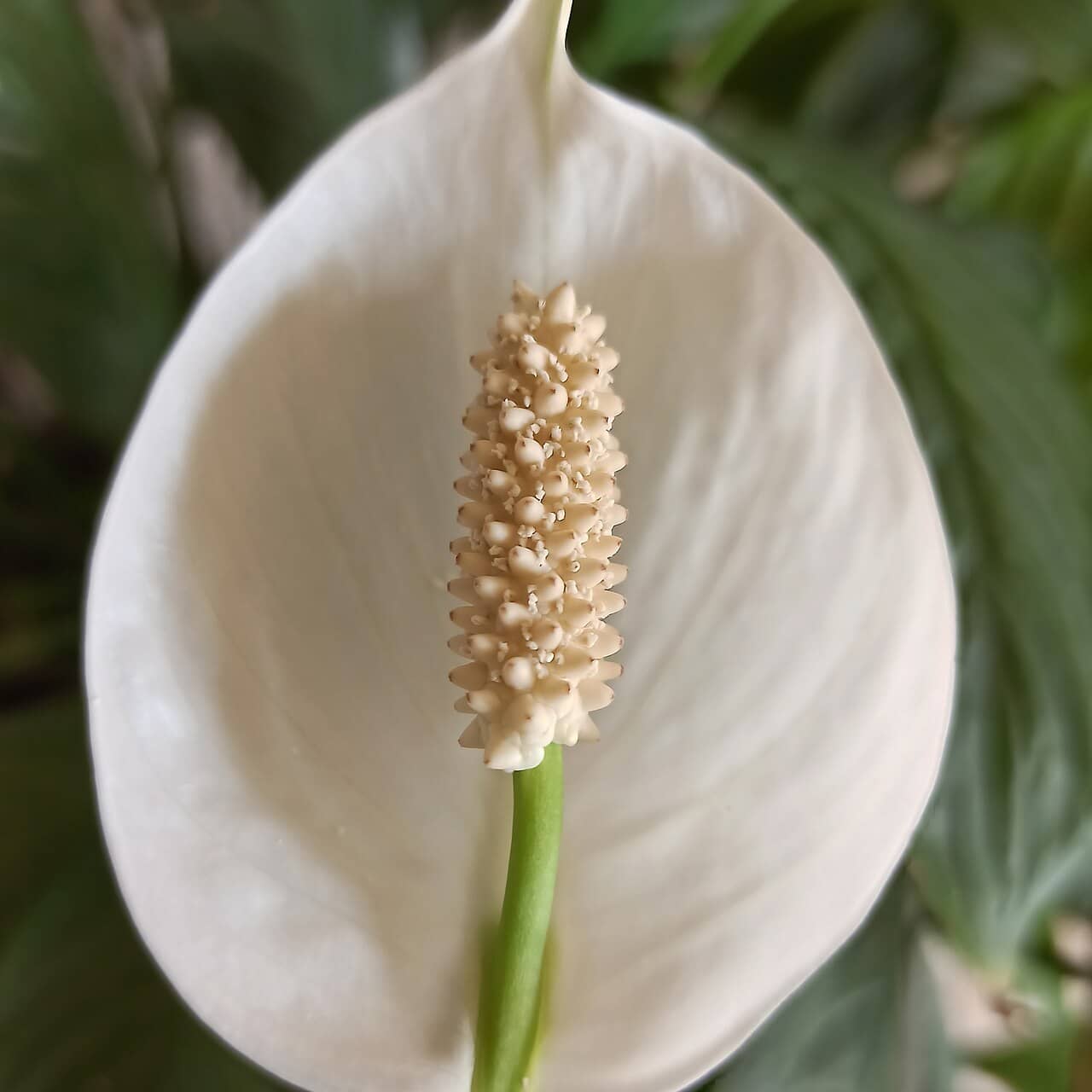 Flowers of Peace lily (Spathiphyllum wallisii).