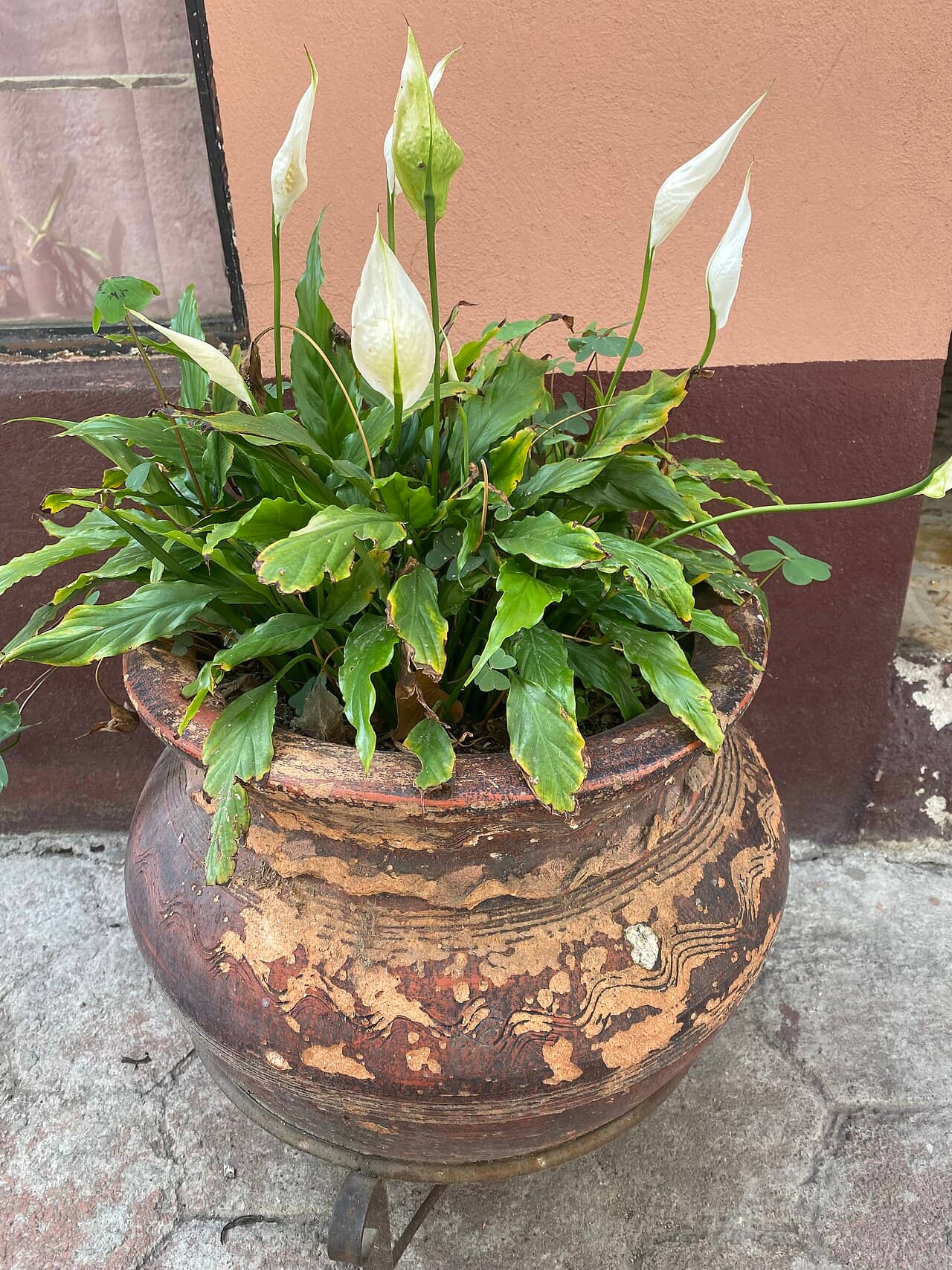 Peace lily (Spathiphyllum wallisii) growing in a pot.