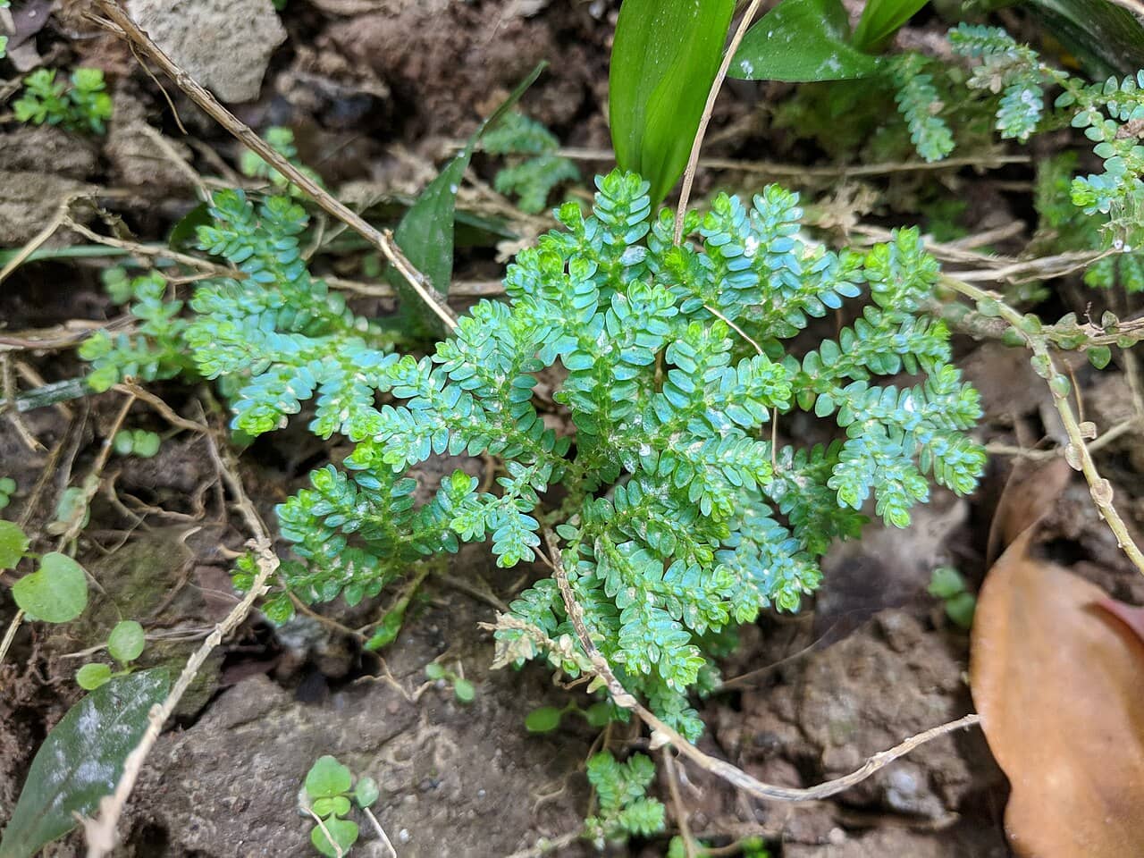 Peacock Moss (Selaginella uncinata), the whole plant.