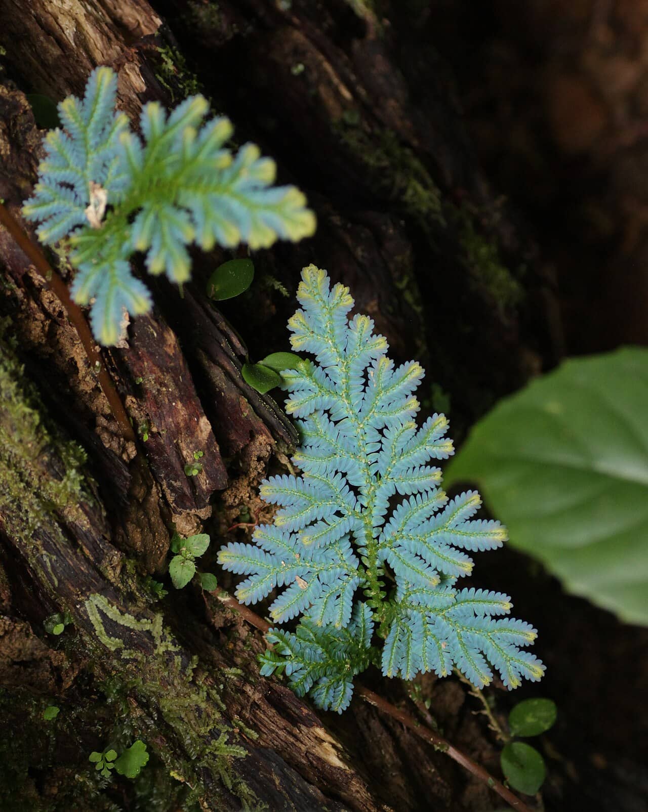 Close view of Peacock Moss (Selaginella uncinata) foliage.