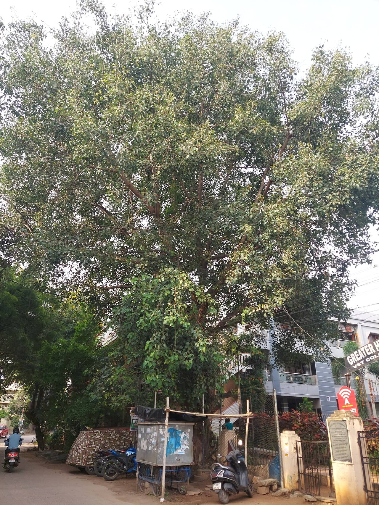 Peepul Tree (Ficus religiosa), the whole plant.