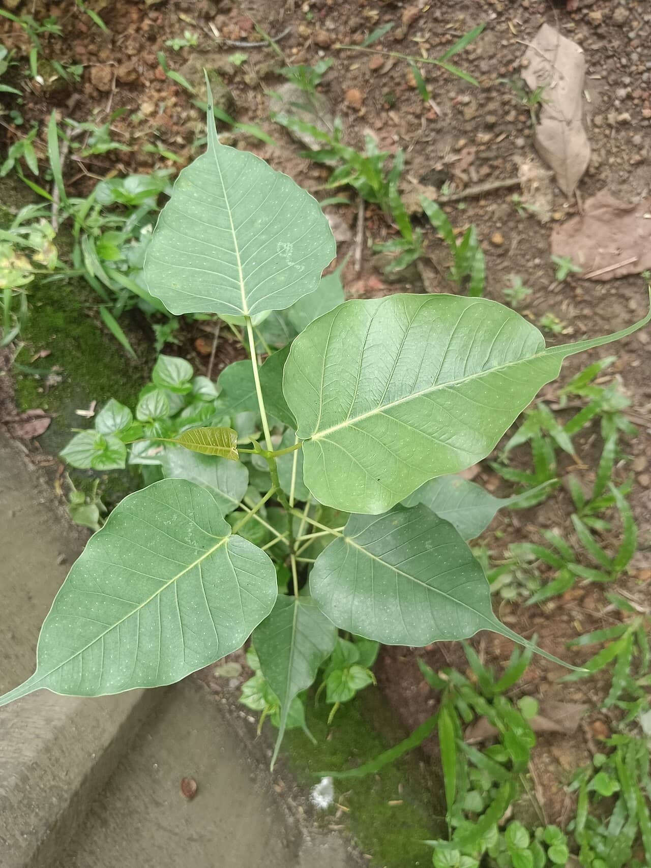 Close view of Peepul Tree (Ficus religiosa) foliage.
