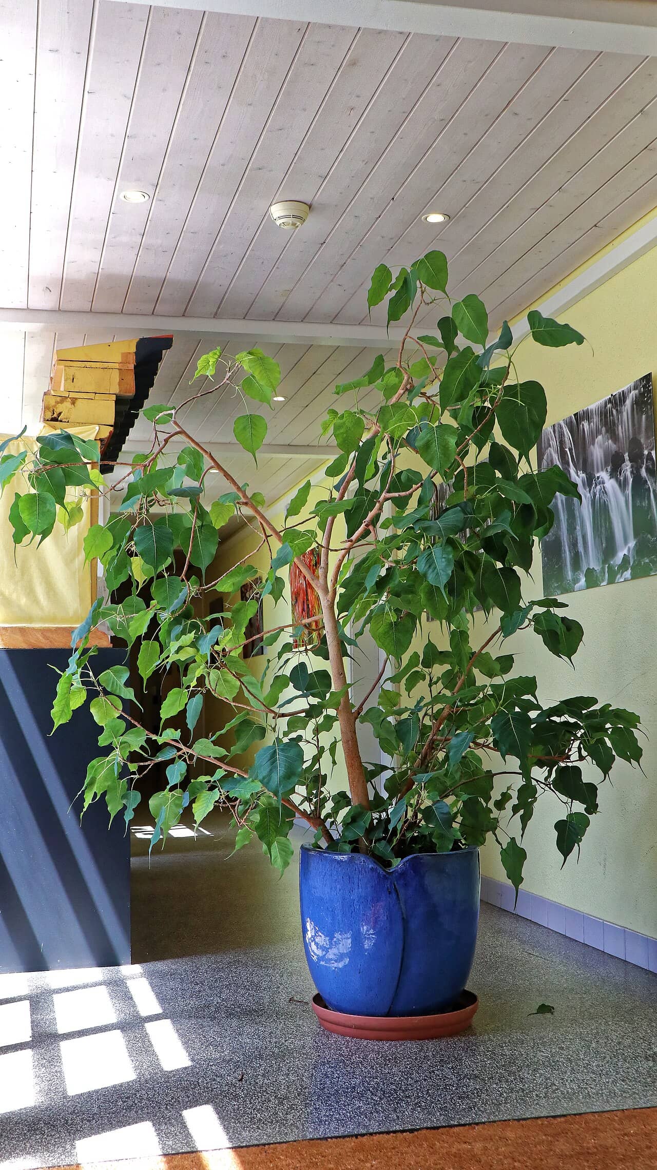 Peepul Tree (Ficus religiosa) growing in a pot.