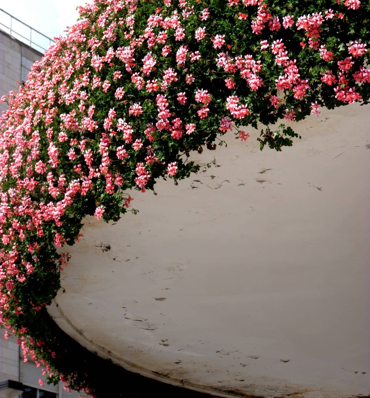 Ivy Geranium (Pelargonium peltatum), the whole plant.