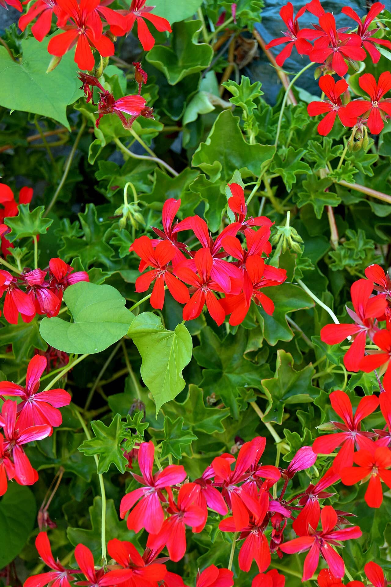 Flowers of Ivy Geranium (Pelargonium peltatum).