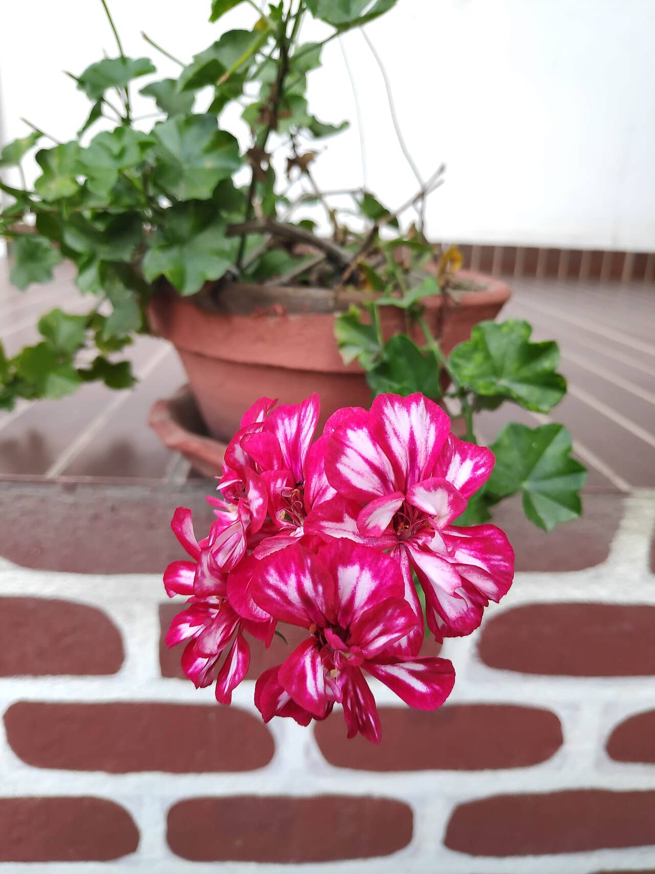 Ivy Geranium (Pelargonium peltatum) growing in a pot.