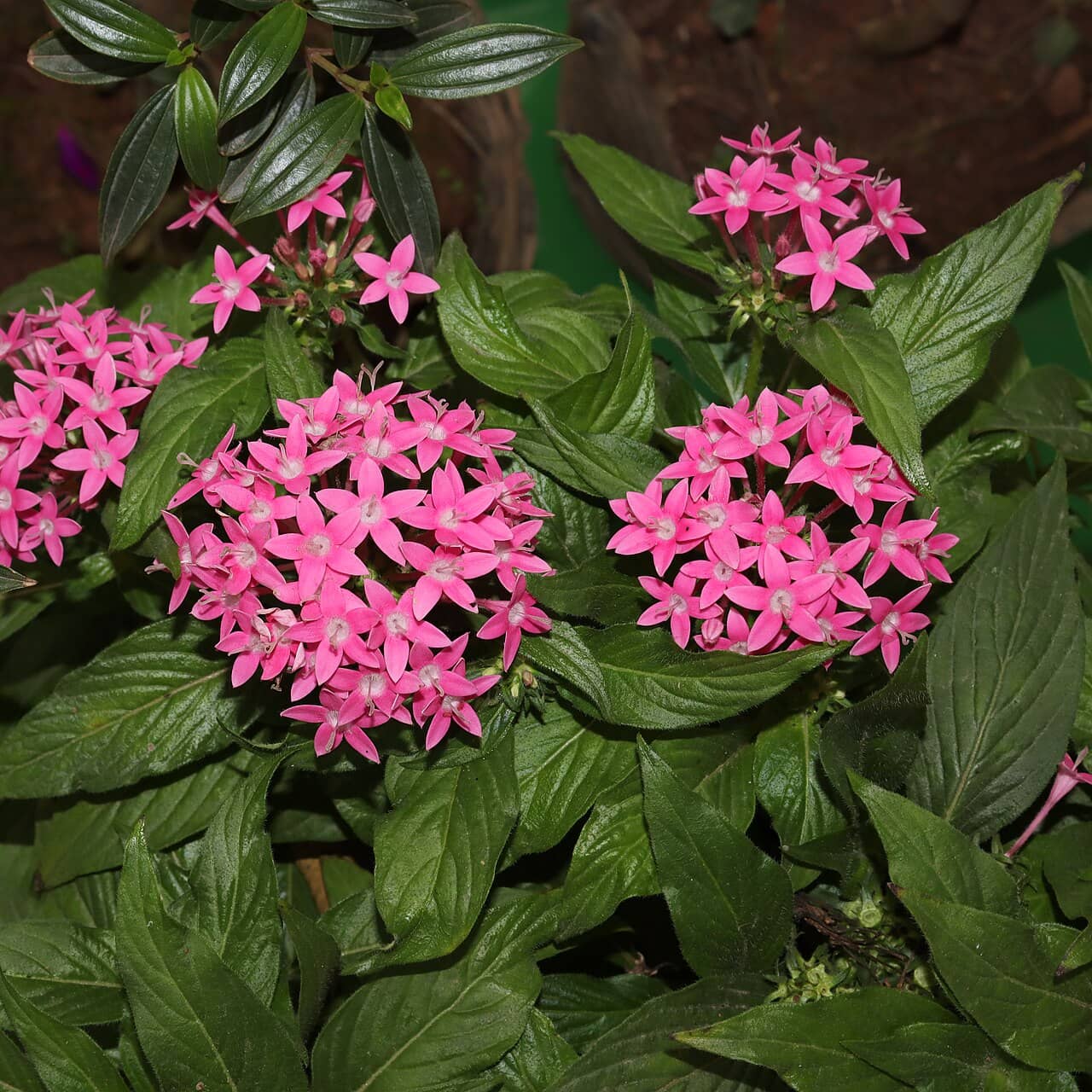 Egyptian Starcluster (Pentas lanceolata), the whole plant.