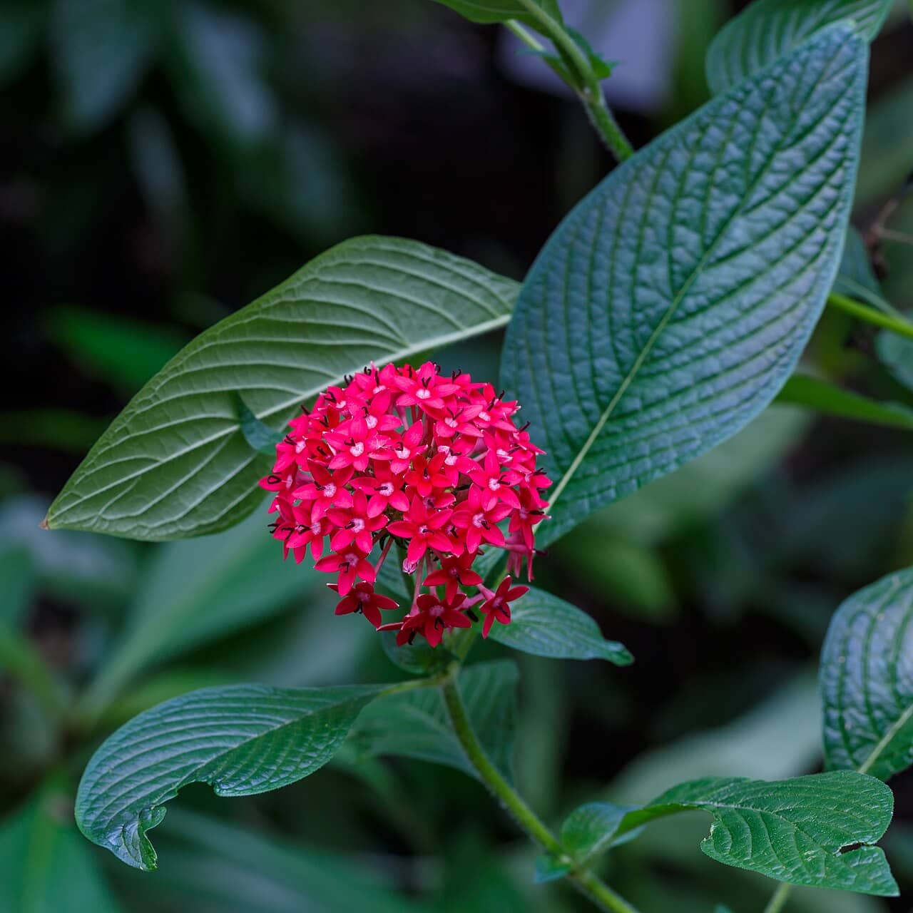 Flowers of Egyptian Starcluster (Pentas lanceolata).