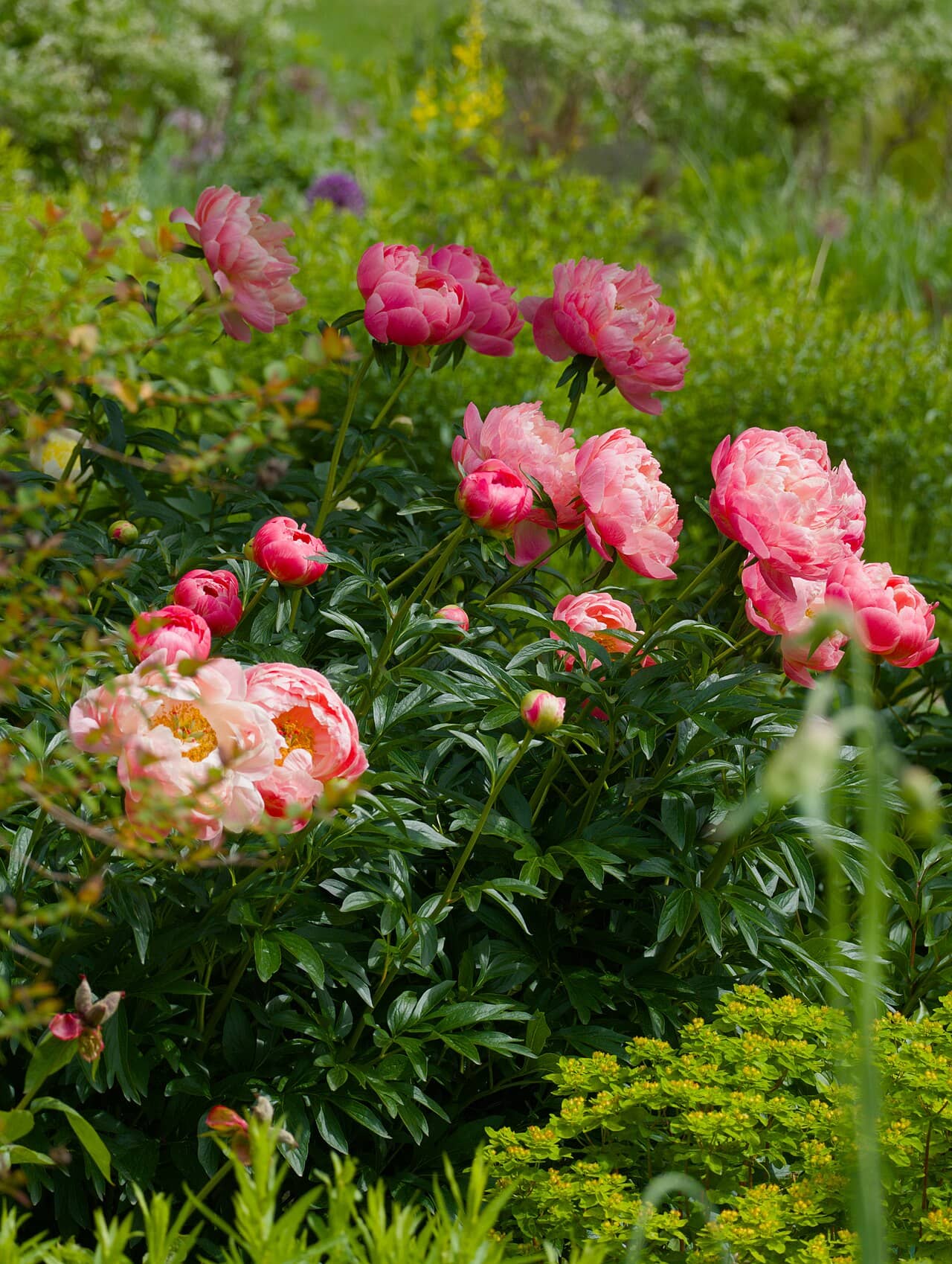 Chinese peony (Paeonia lactiflora), the whole plant.
