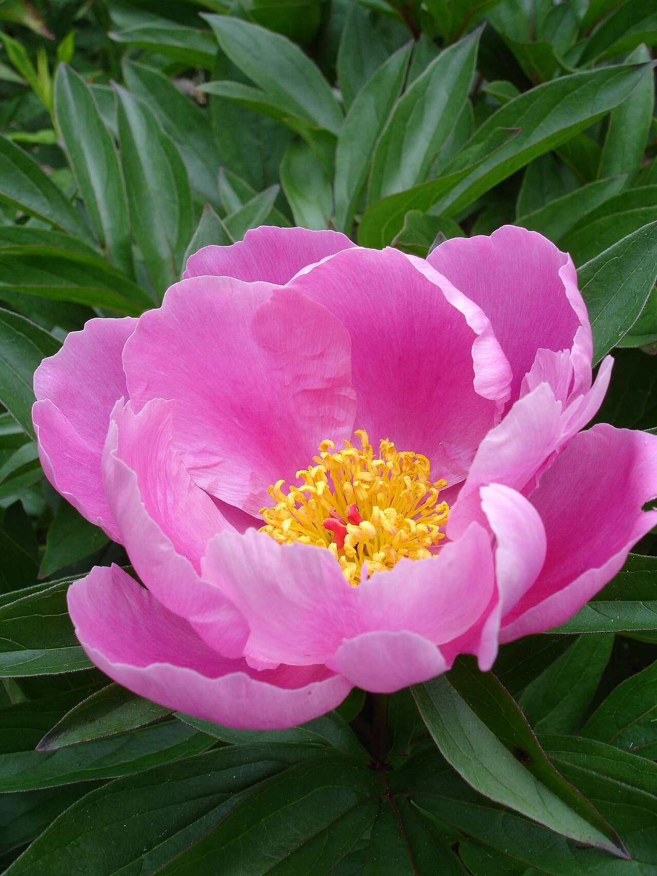 Flowers of Chinese peony (Paeonia lactiflora).