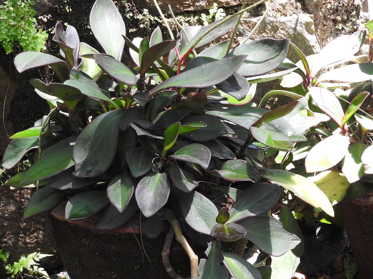 Jelly Plant (Peperomia clusiifolia), the whole plant.