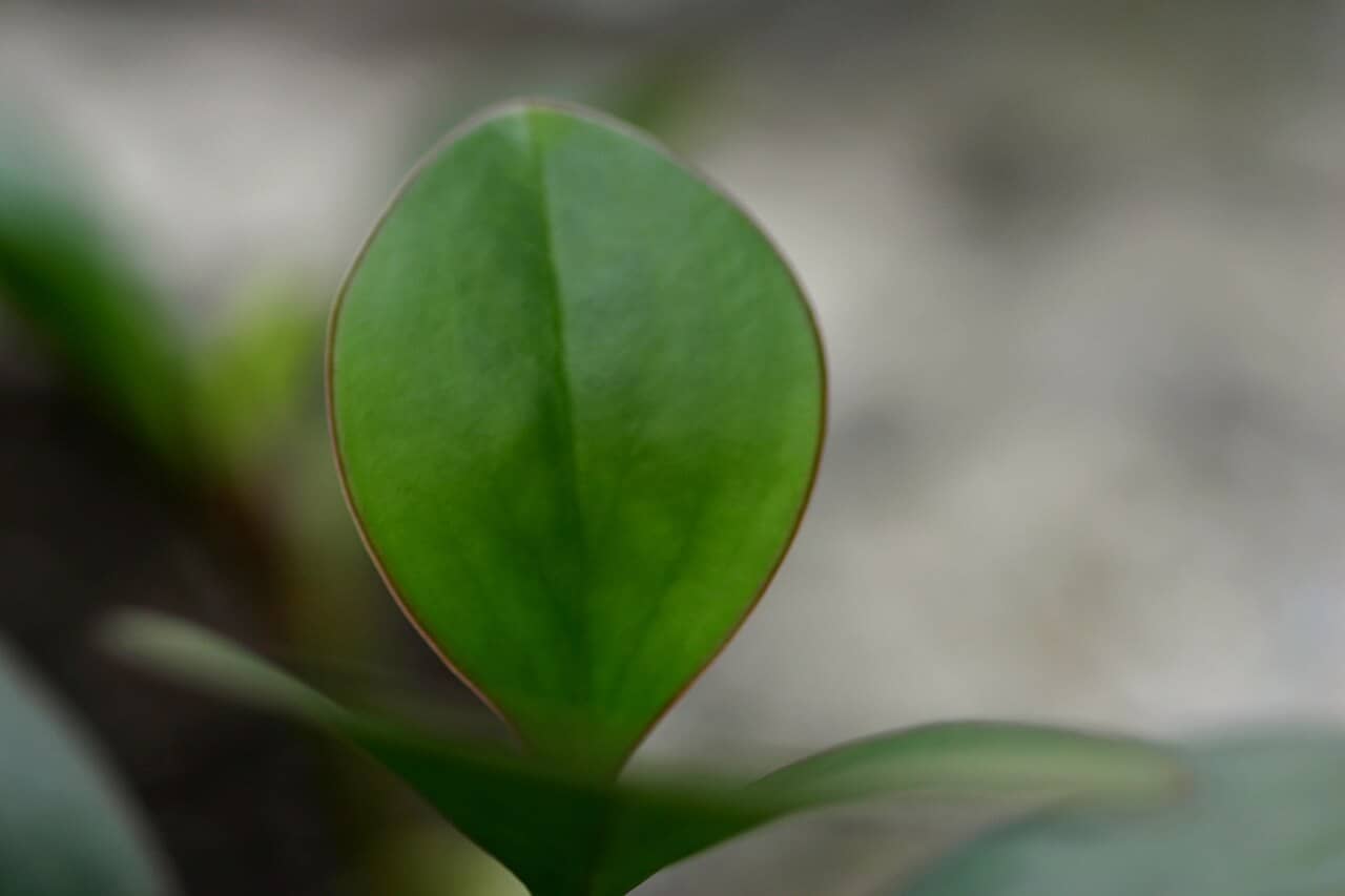 Close view of Jelly Plant (Peperomia clusiifolia) foliage.