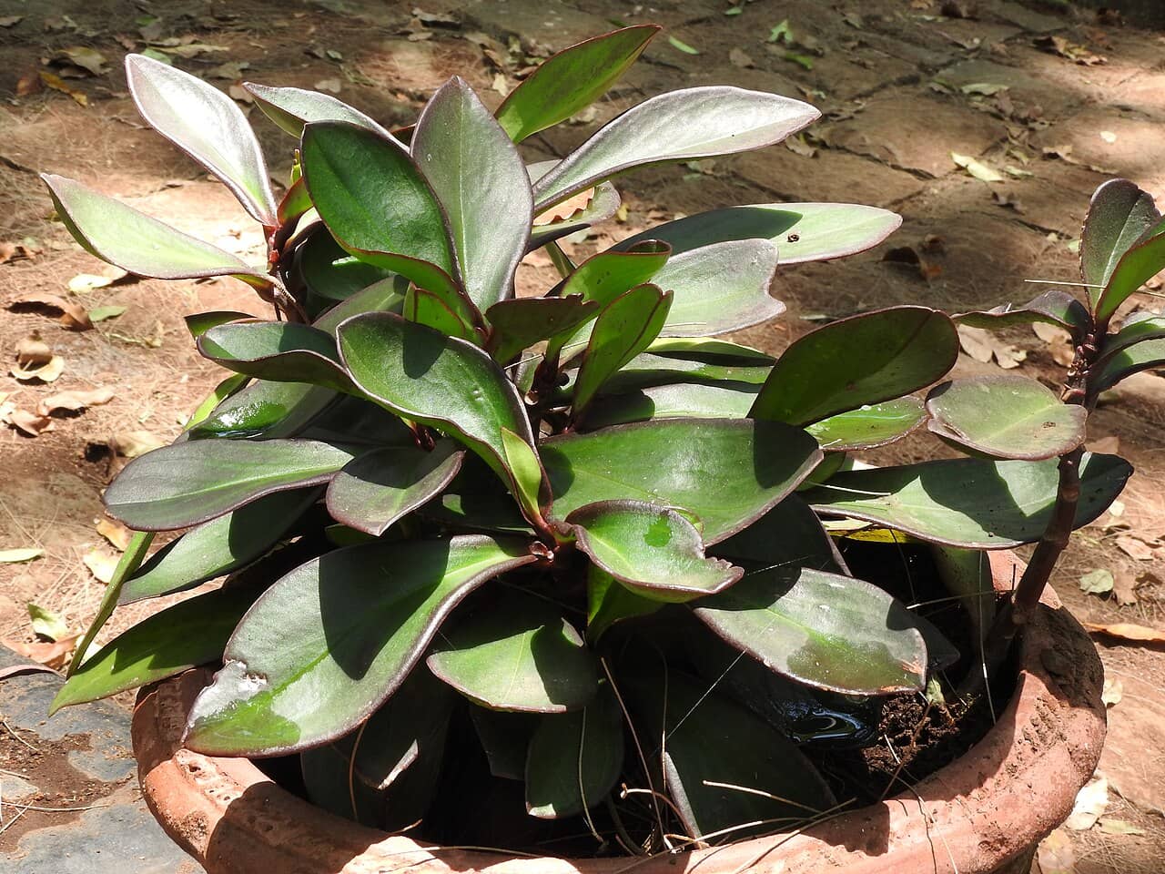 Jelly Plant (Peperomia clusiifolia) growing in a pot.