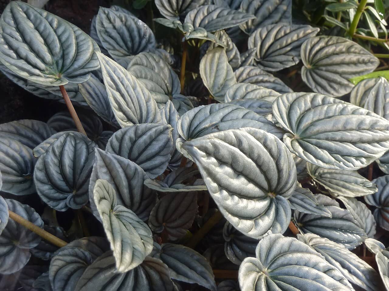 Ivy Leaf Peperomia (Peperomia griseoargentea), the whole plant.