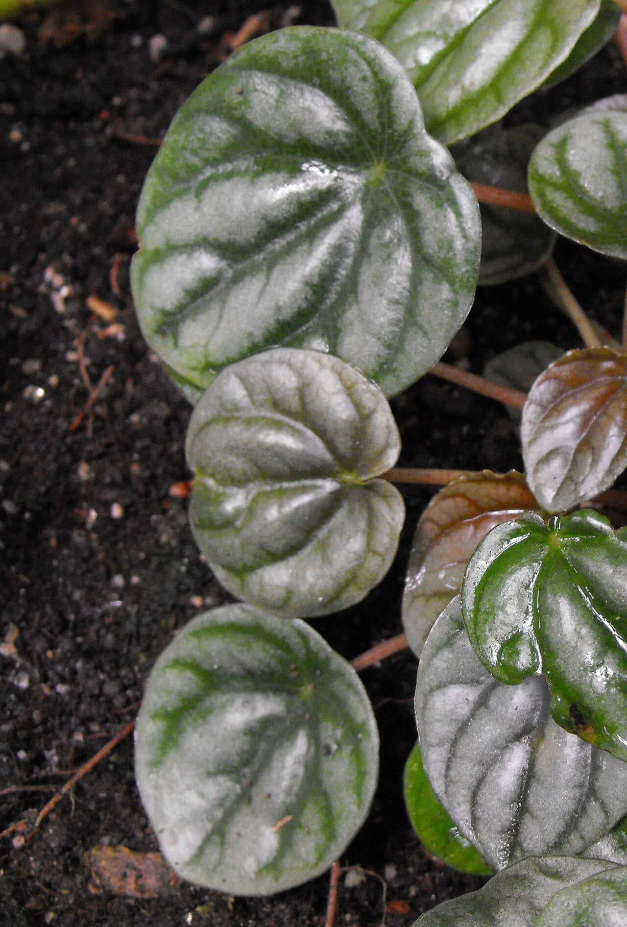 Close view of Ivy Leaf Peperomia (Peperomia griseoargentea) foliage.
