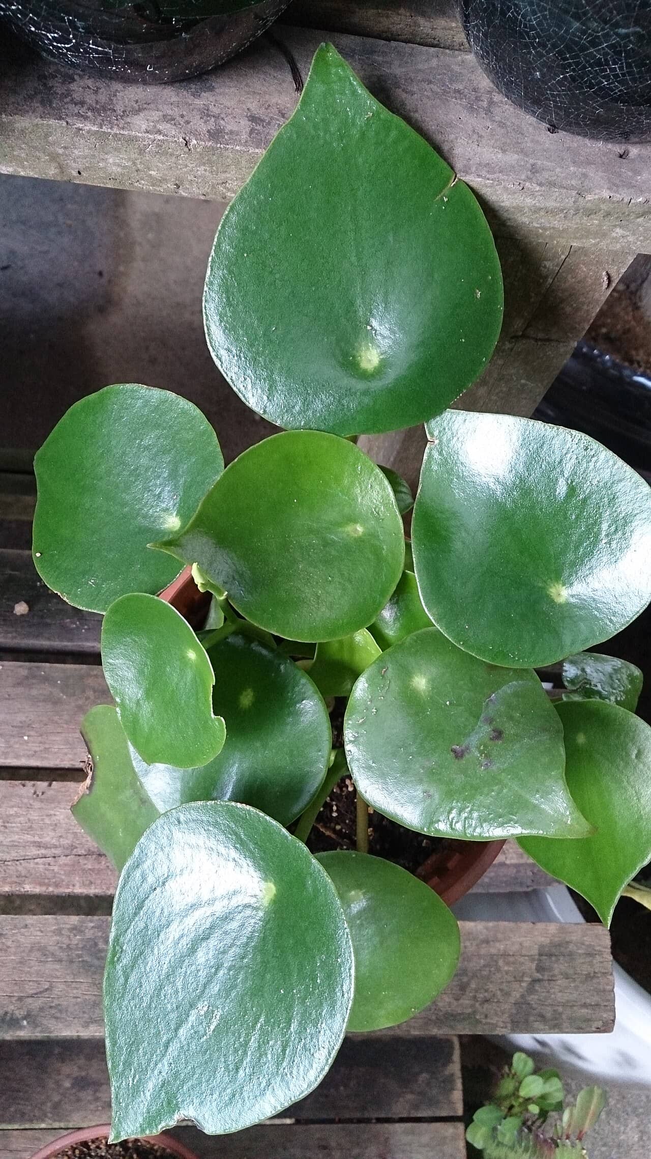 Raindrop (Peperomia polybotrya), the whole plant.