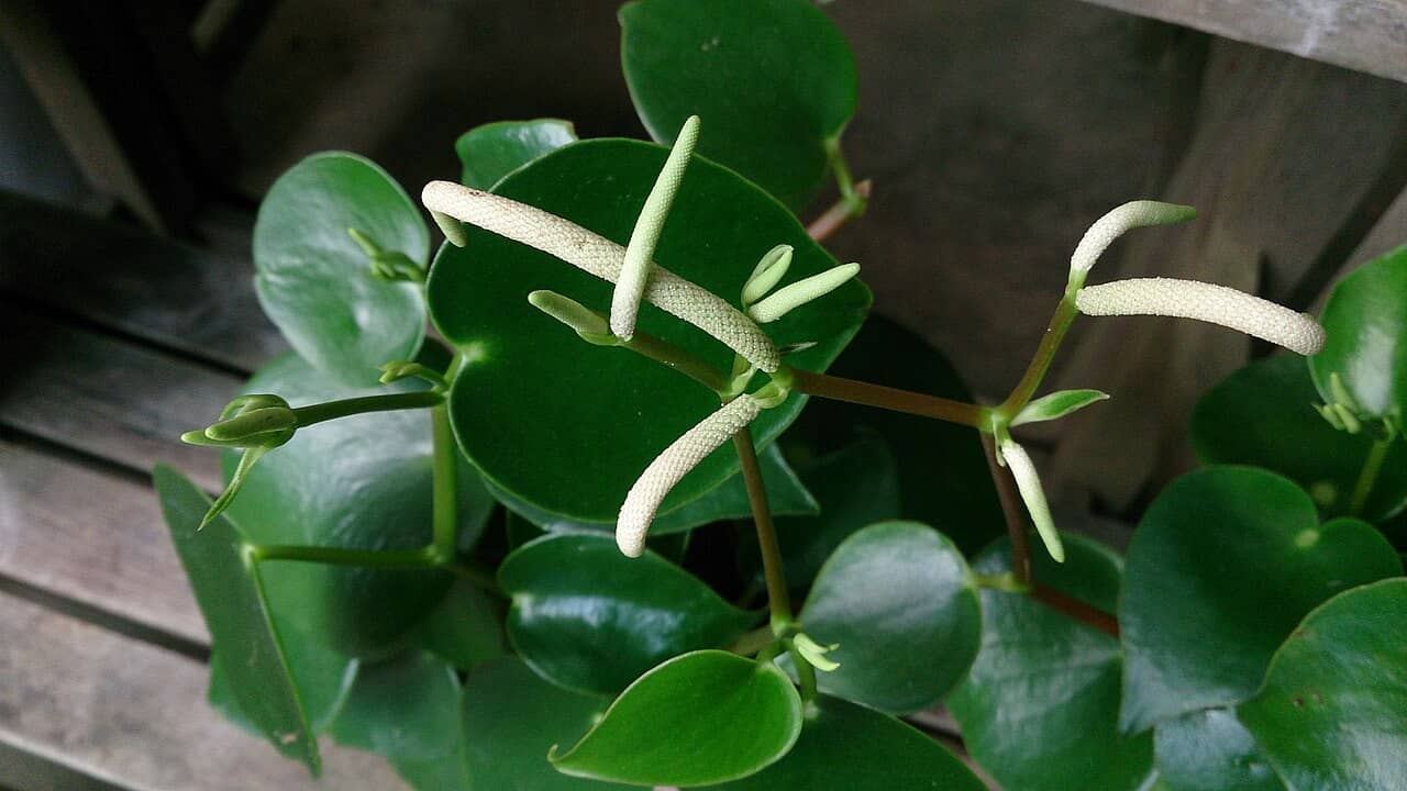 Close view of Raindrop (Peperomia polybotrya) foliage.