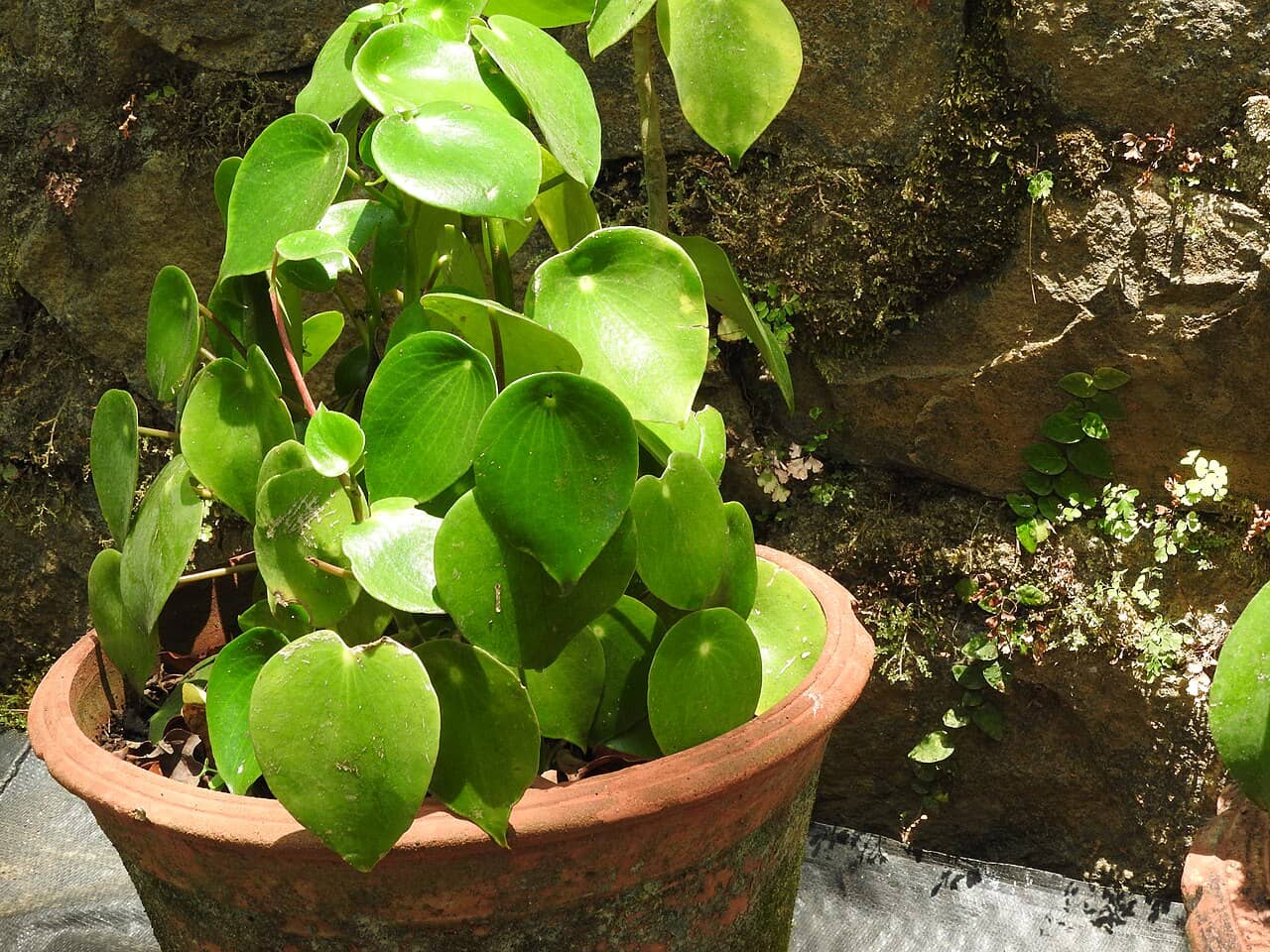 Raindrop (Peperomia polybotrya) growing in a pot.