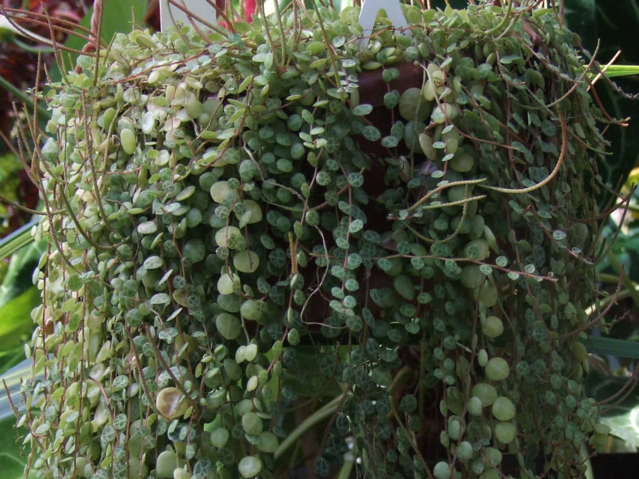 String of Turtles (Peperomia prostrata), the whole plant.