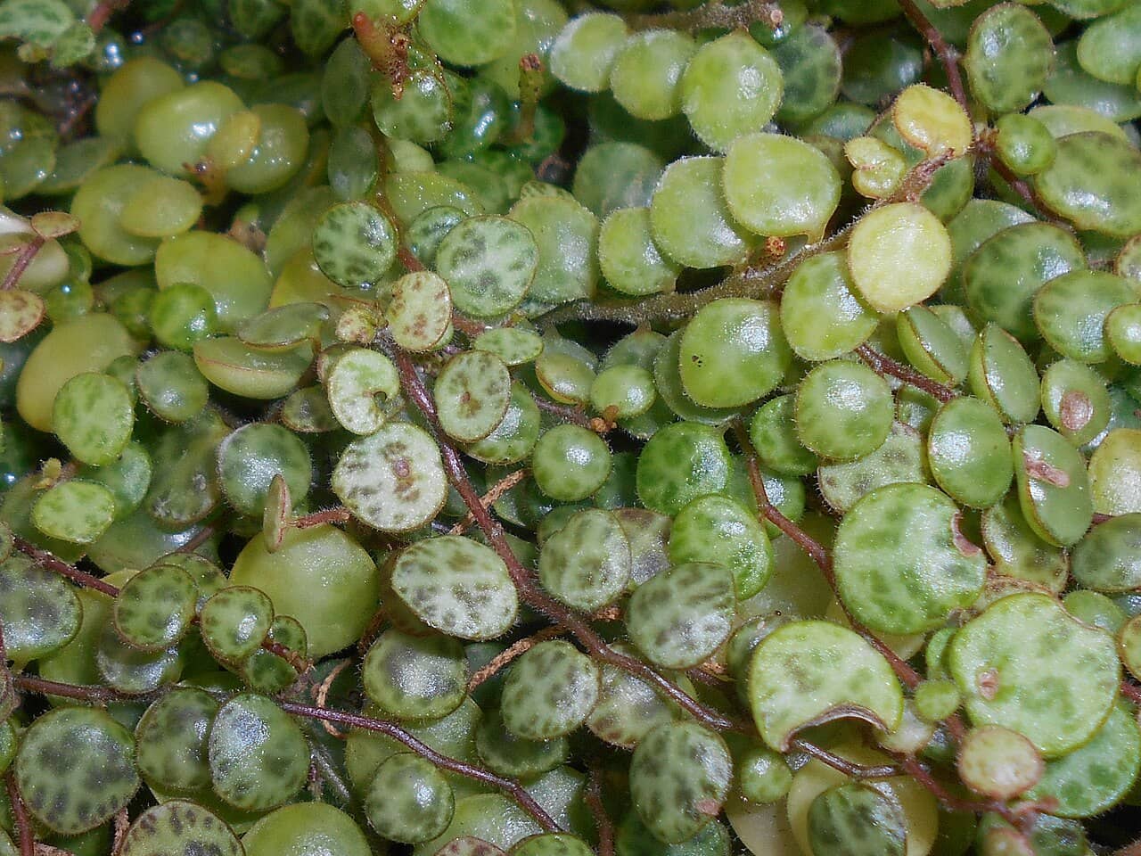 Close view of String of Turtles (Peperomia prostrata) foliage.