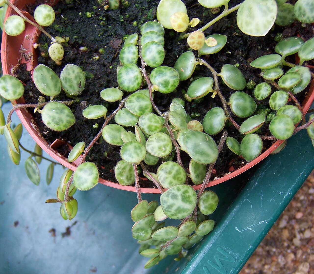 String of Turtles (Peperomia prostrata) growing in a pot.
