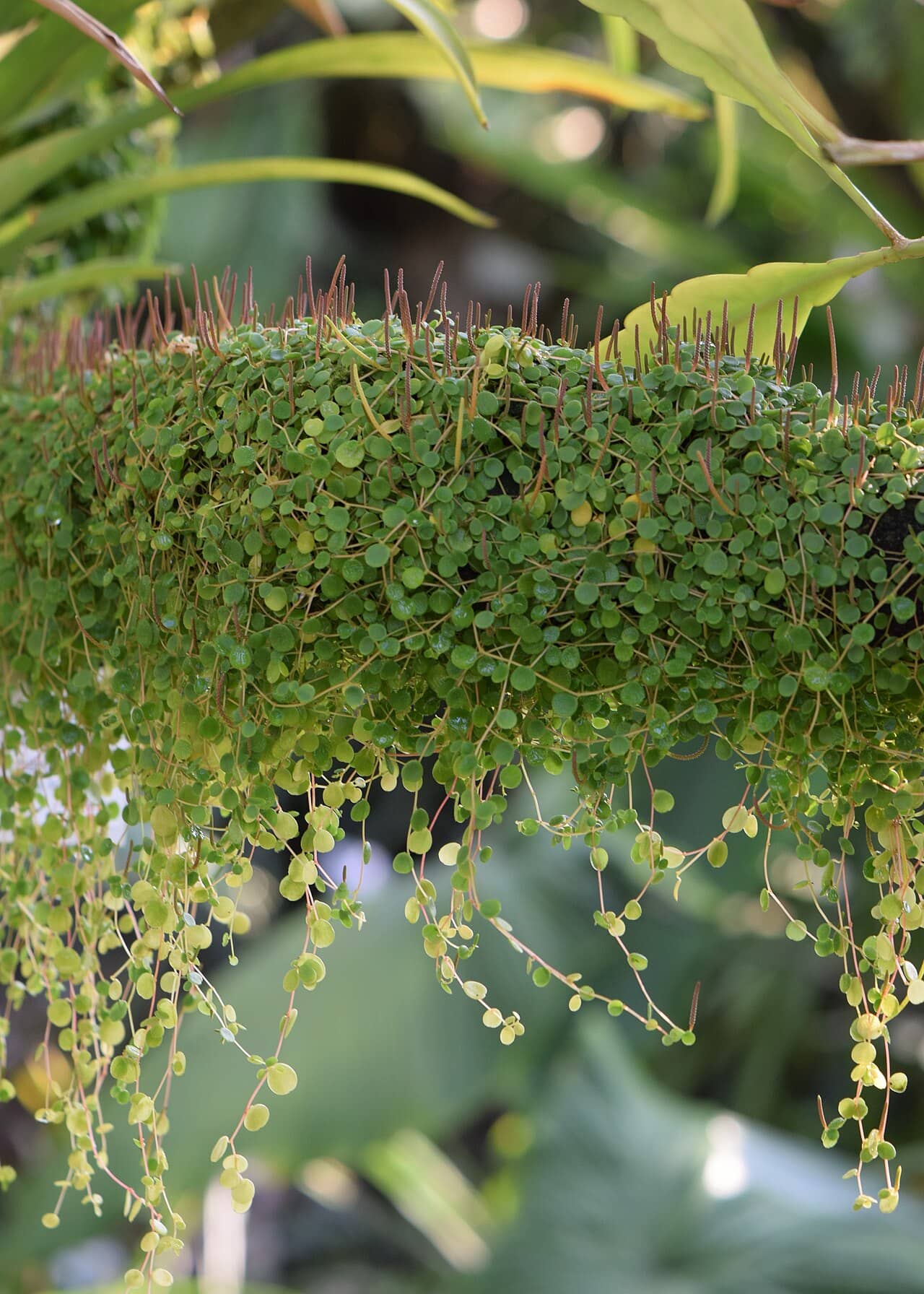 Peperomia Rotundifolia (Peperomia rotundifolia), the whole plant.