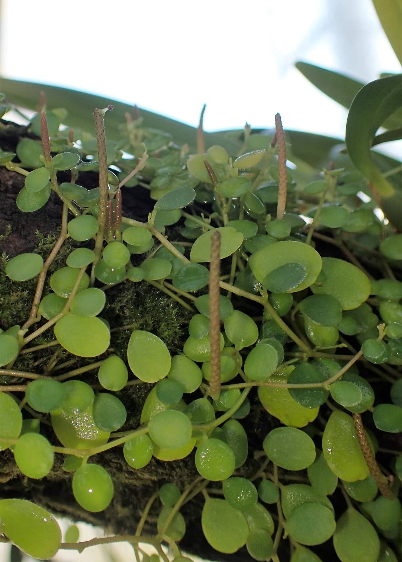 Close view of Peperomia Rotundifolia (Peperomia rotundifolia) foliage.