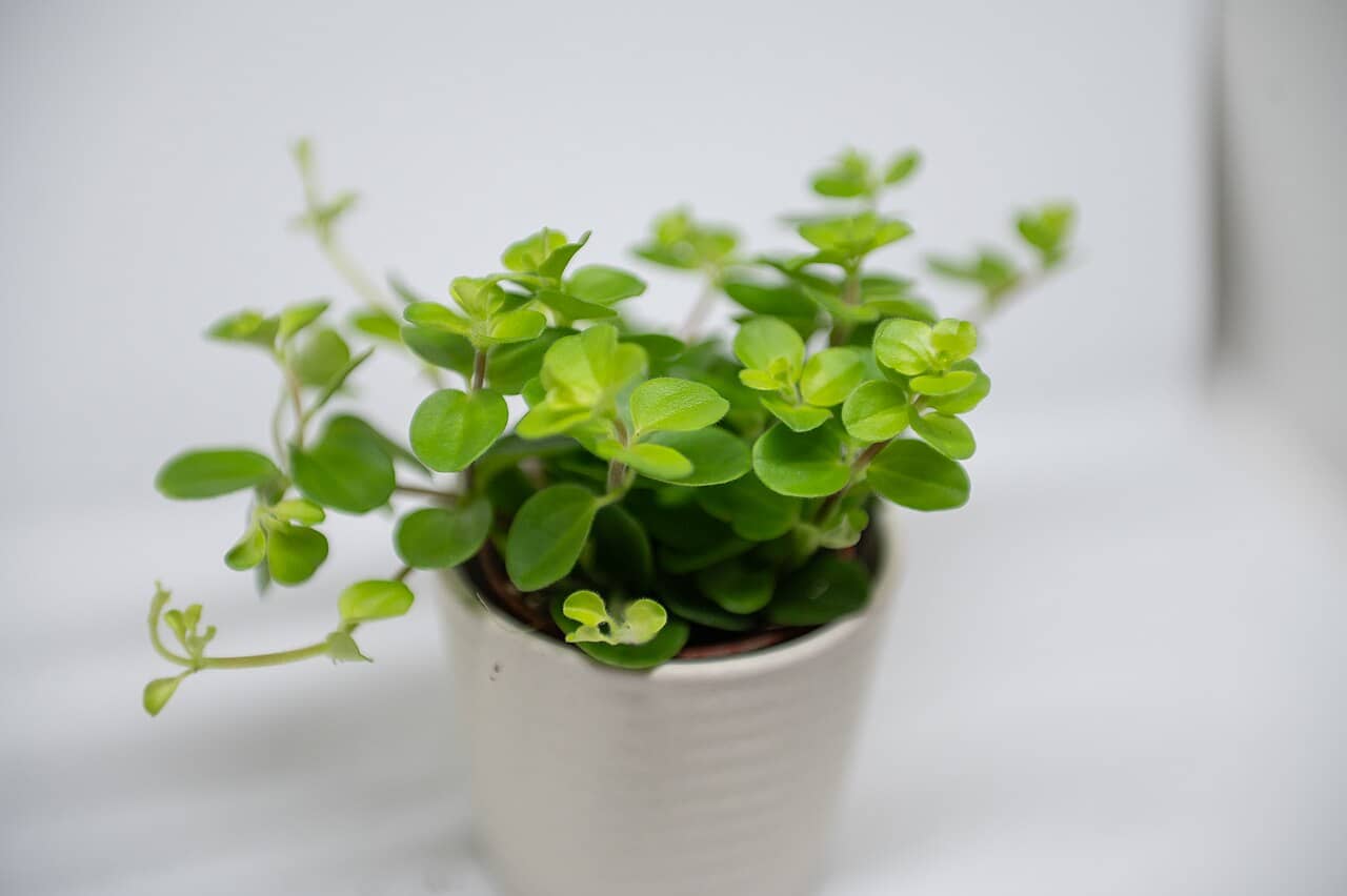 Peperomia Rotundifolia (Peperomia rotundifolia) growing in a pot.