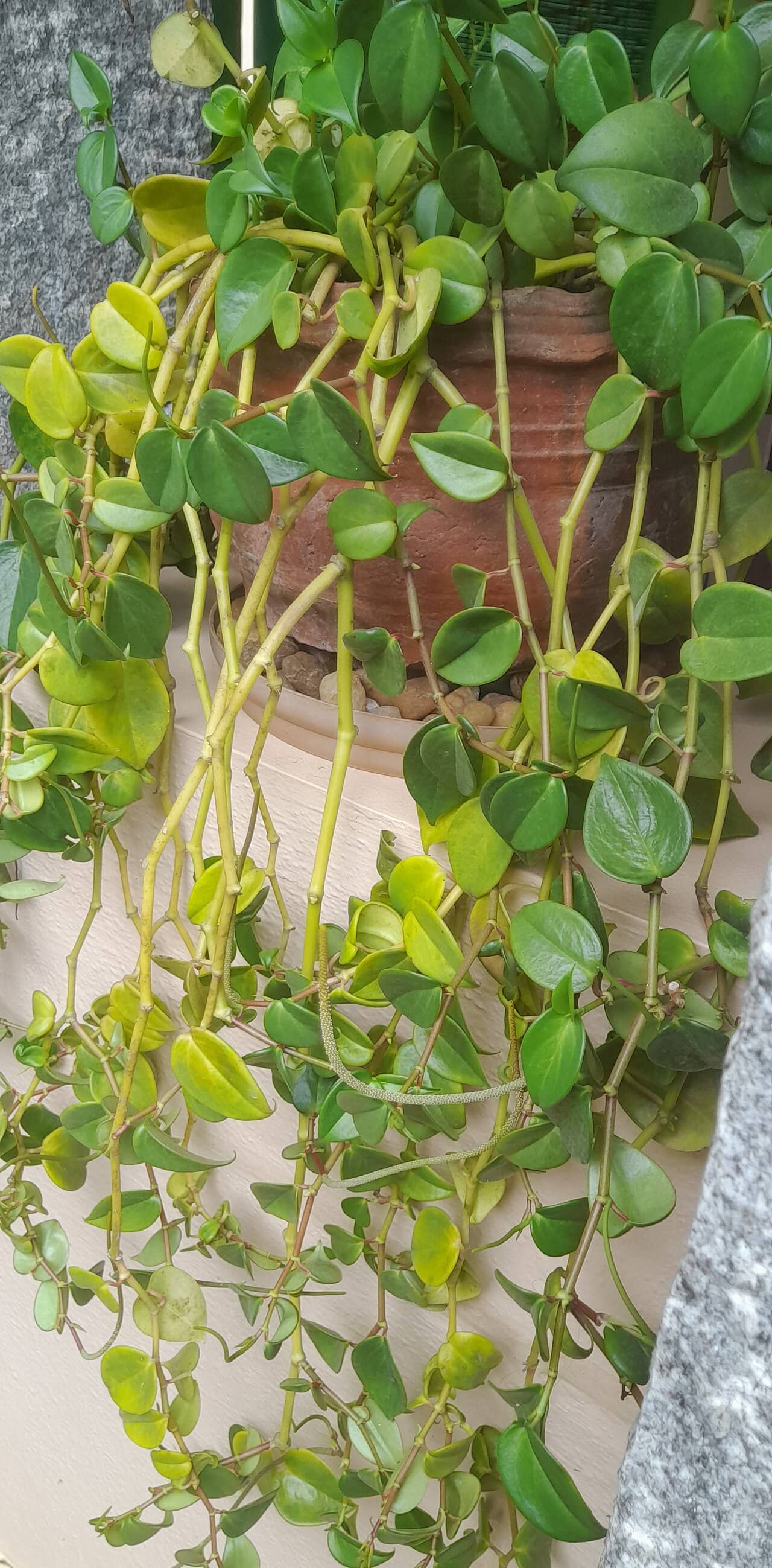 Cupid Peperomia (Peperomia serpens), the whole plant.