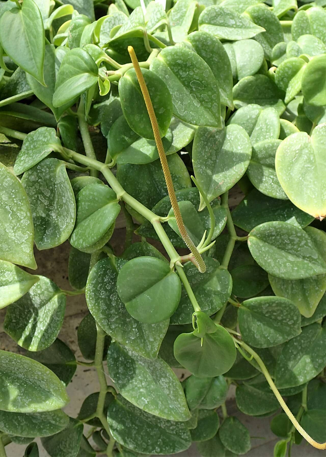 Close view of Cupid Peperomia (Peperomia serpens) foliage.
