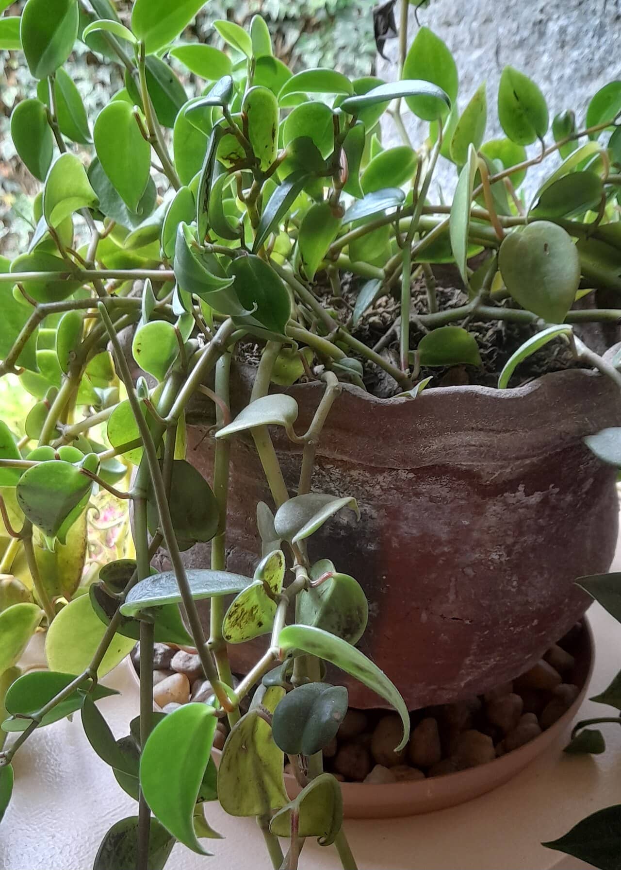 Cupid Peperomia (Peperomia serpens) growing in a pot.