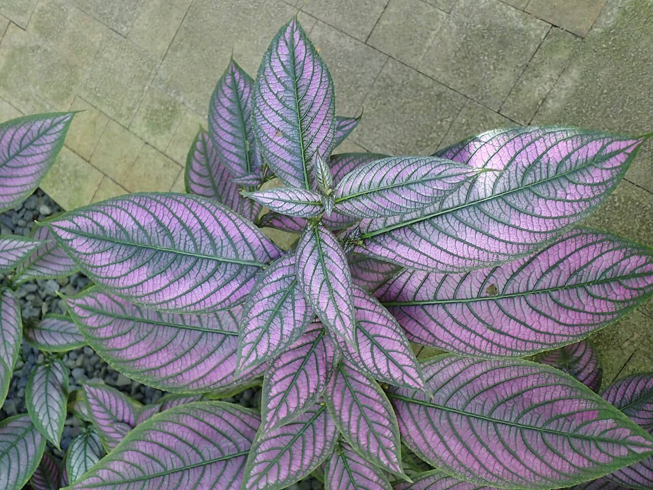 Persian Shield (Strobilanthes auriculata var. dyeriana), the whole plant.