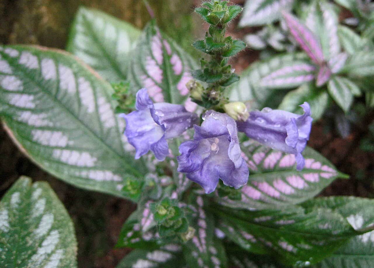 Flowers of Persian Shield (Strobilanthes auriculata var. dyeriana).