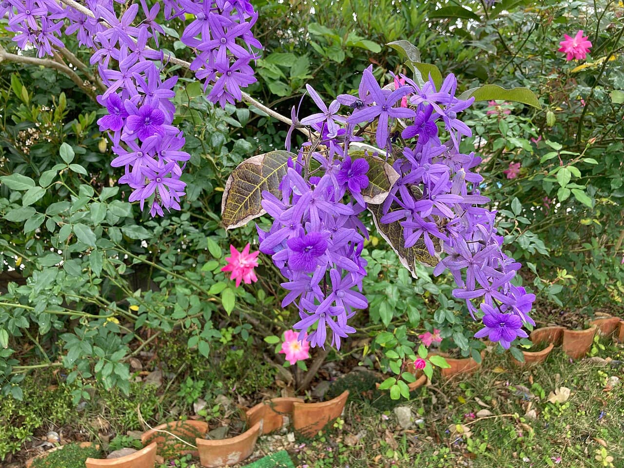 Petrea (Petrea volubilis), the whole plant.