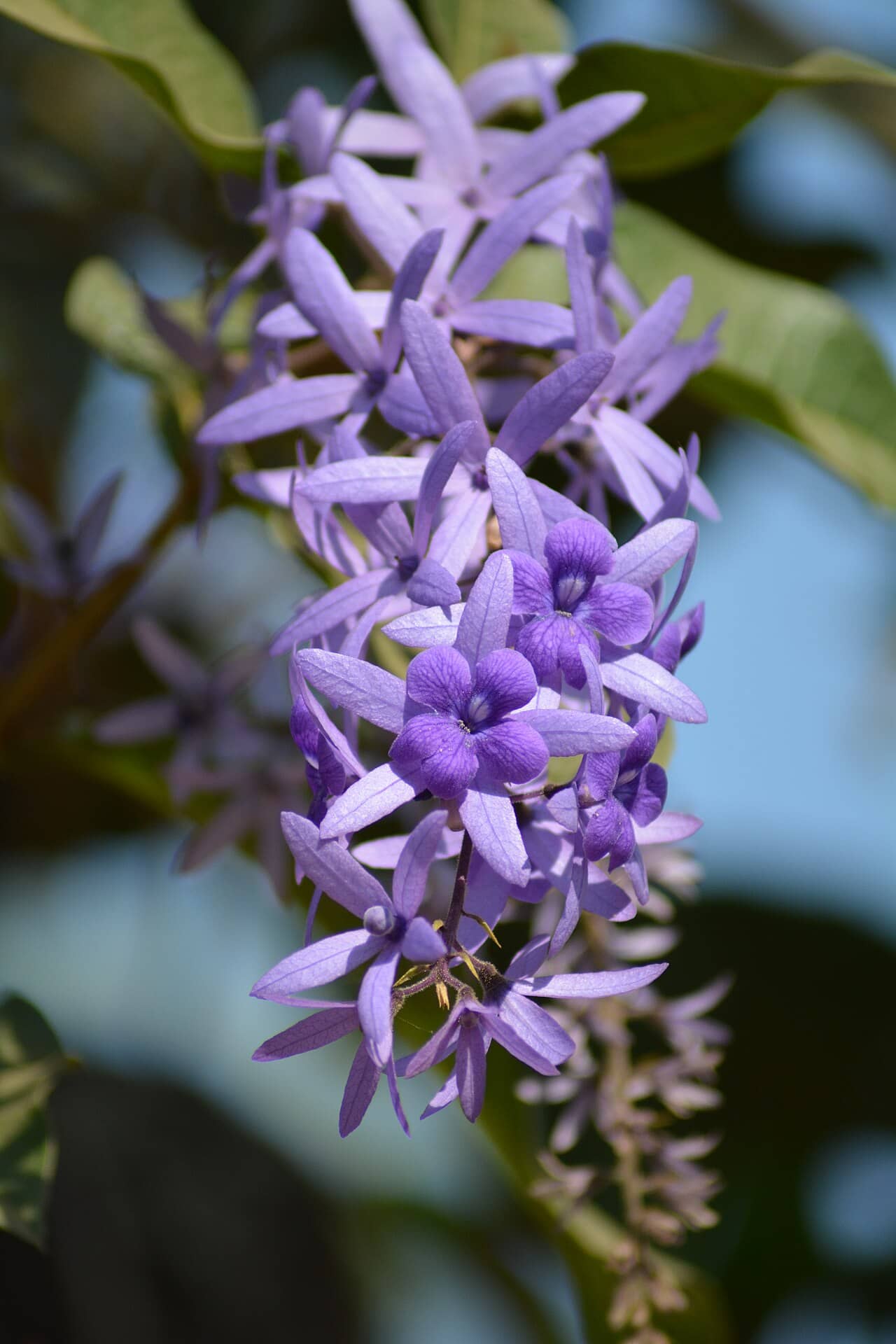 Flowers of Petrea (Petrea volubilis).