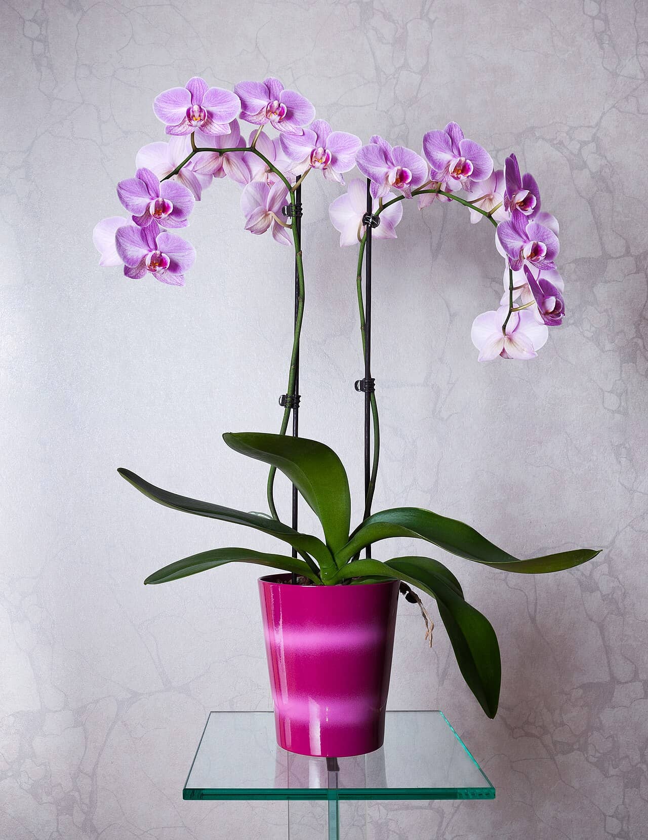 Moth orchid (Phalaenopsis), the whole plant.