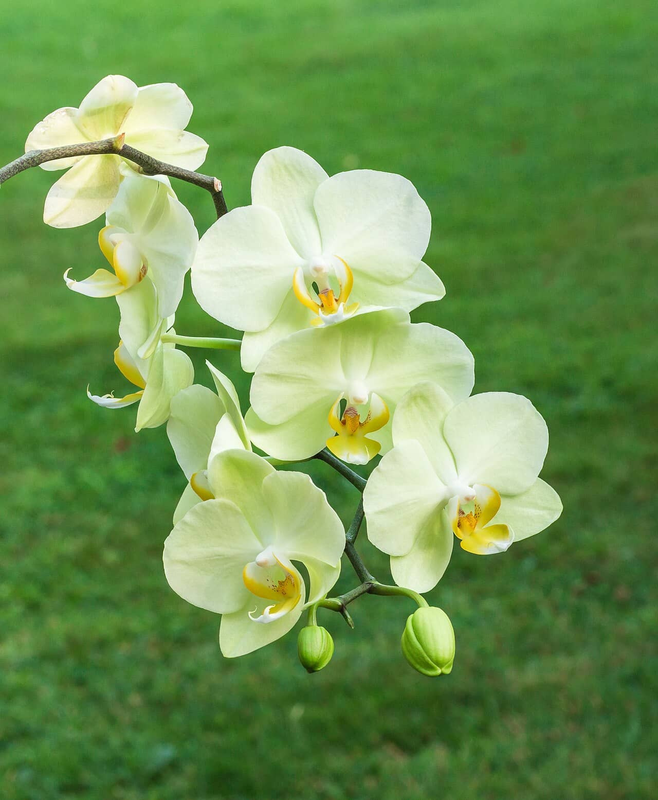 Flowers of Moth orchid (Phalaenopsis).