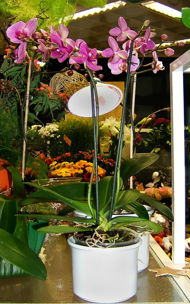 Moth orchid (Phalaenopsis) growing in a pot.