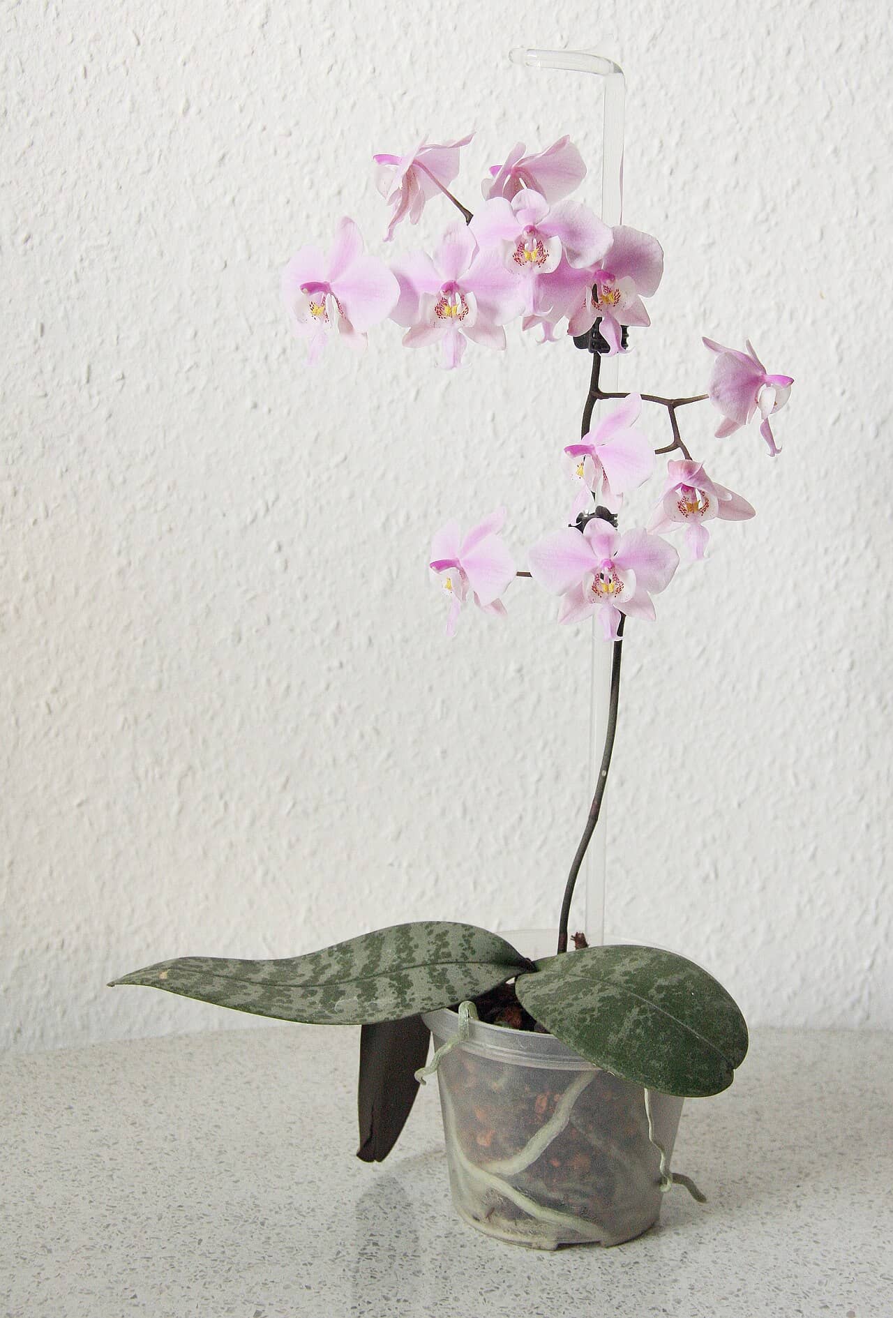 Phalaenopsis schilleriana (Phalaenopsis schilleriana), the whole plant.