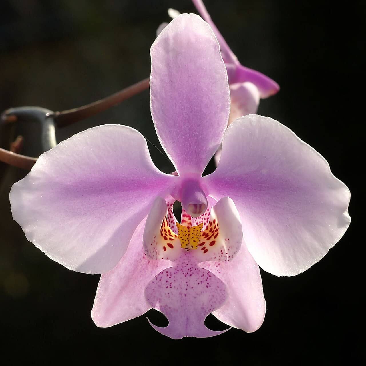 Flowers of Phalaenopsis schilleriana (Phalaenopsis schilleriana).
