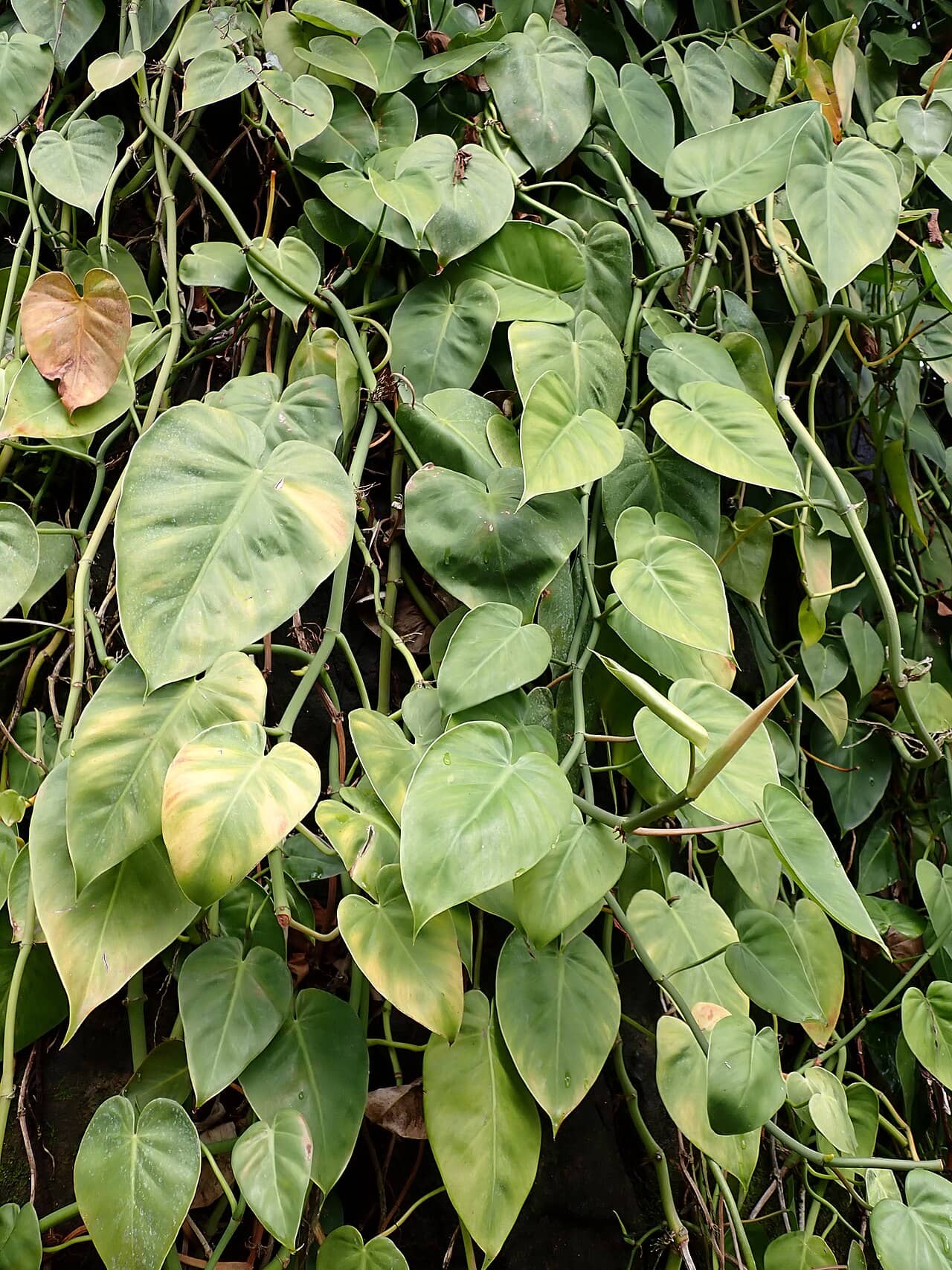 Heartleaf philodendron (Philodendron hederaceum), the whole plant.