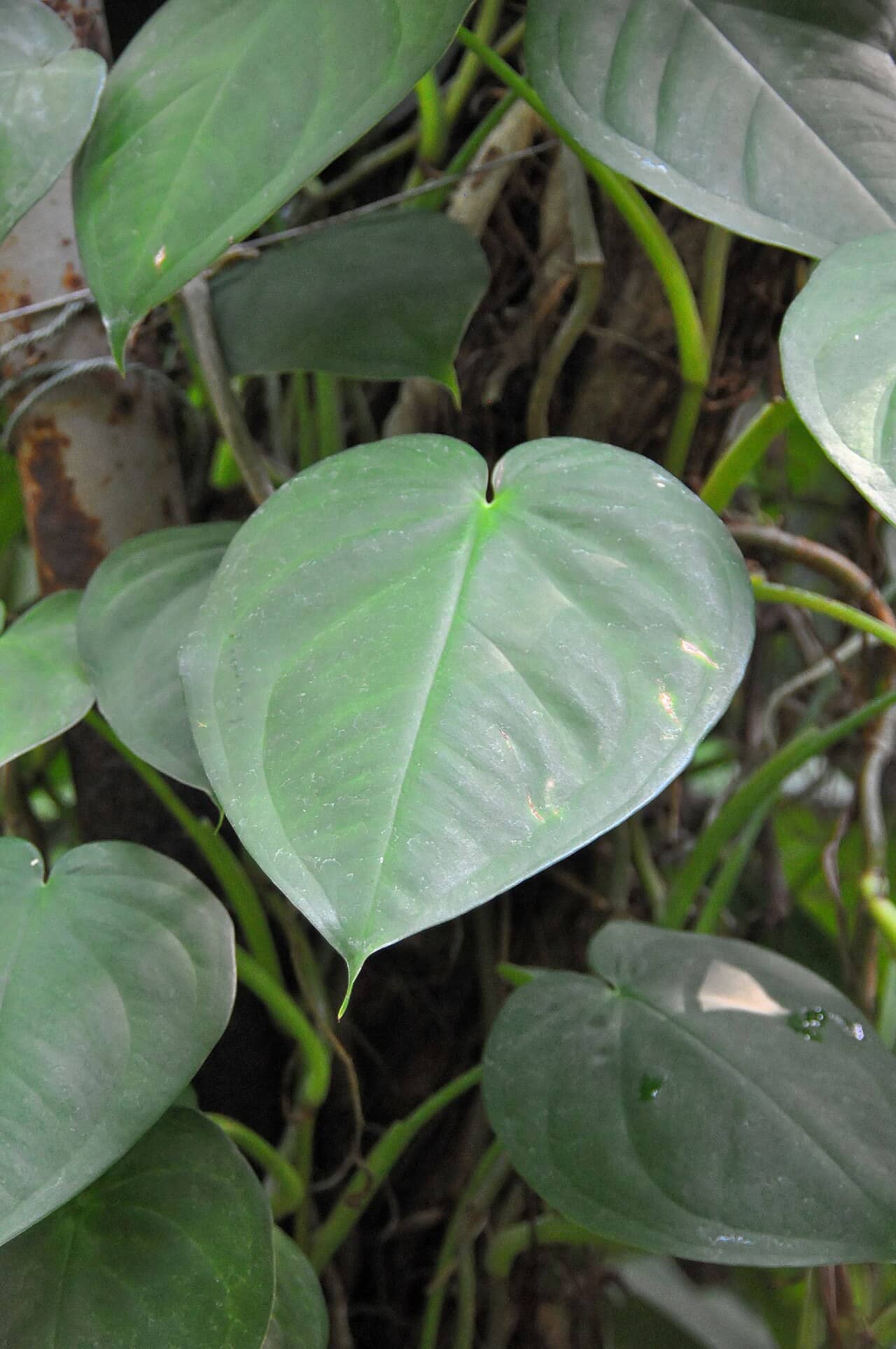 Close view of Heartleaf philodendron (Philodendron hederaceum) foliage.