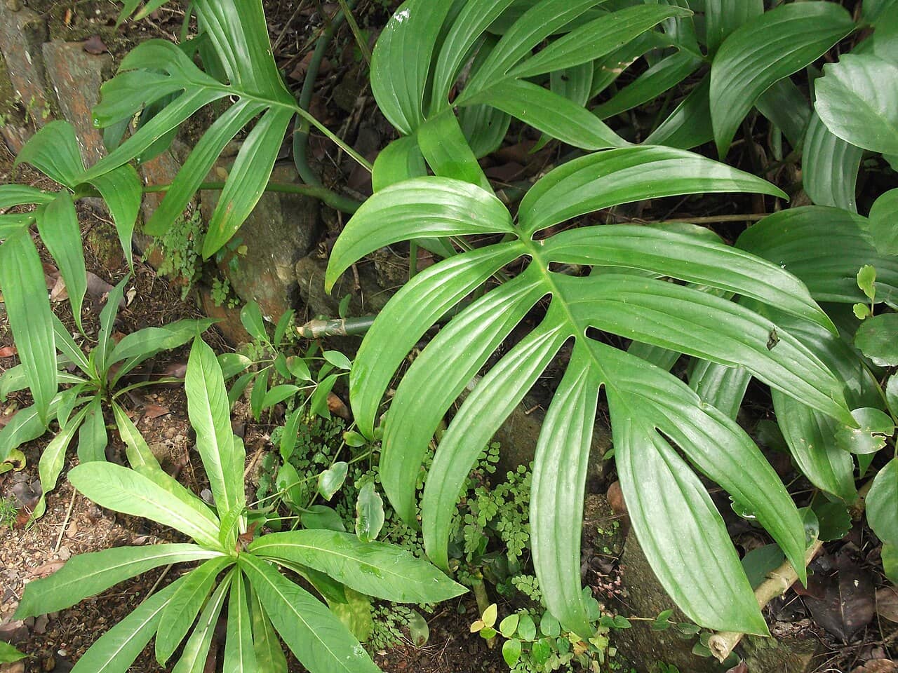 Philodendron elegans (Philodendron elegans), the whole plant.