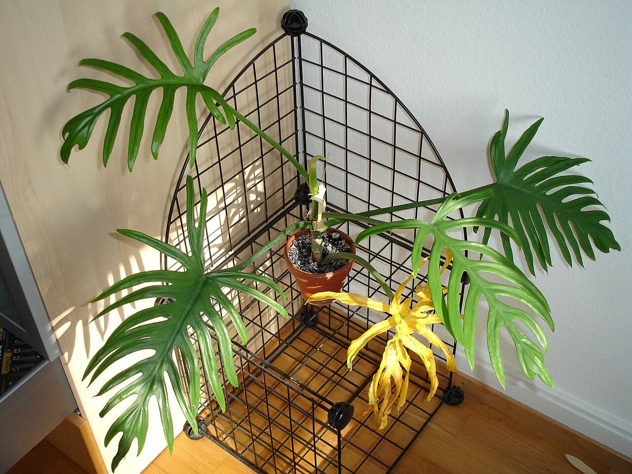 Philodendron elegans (Philodendron elegans) growing in a pot.