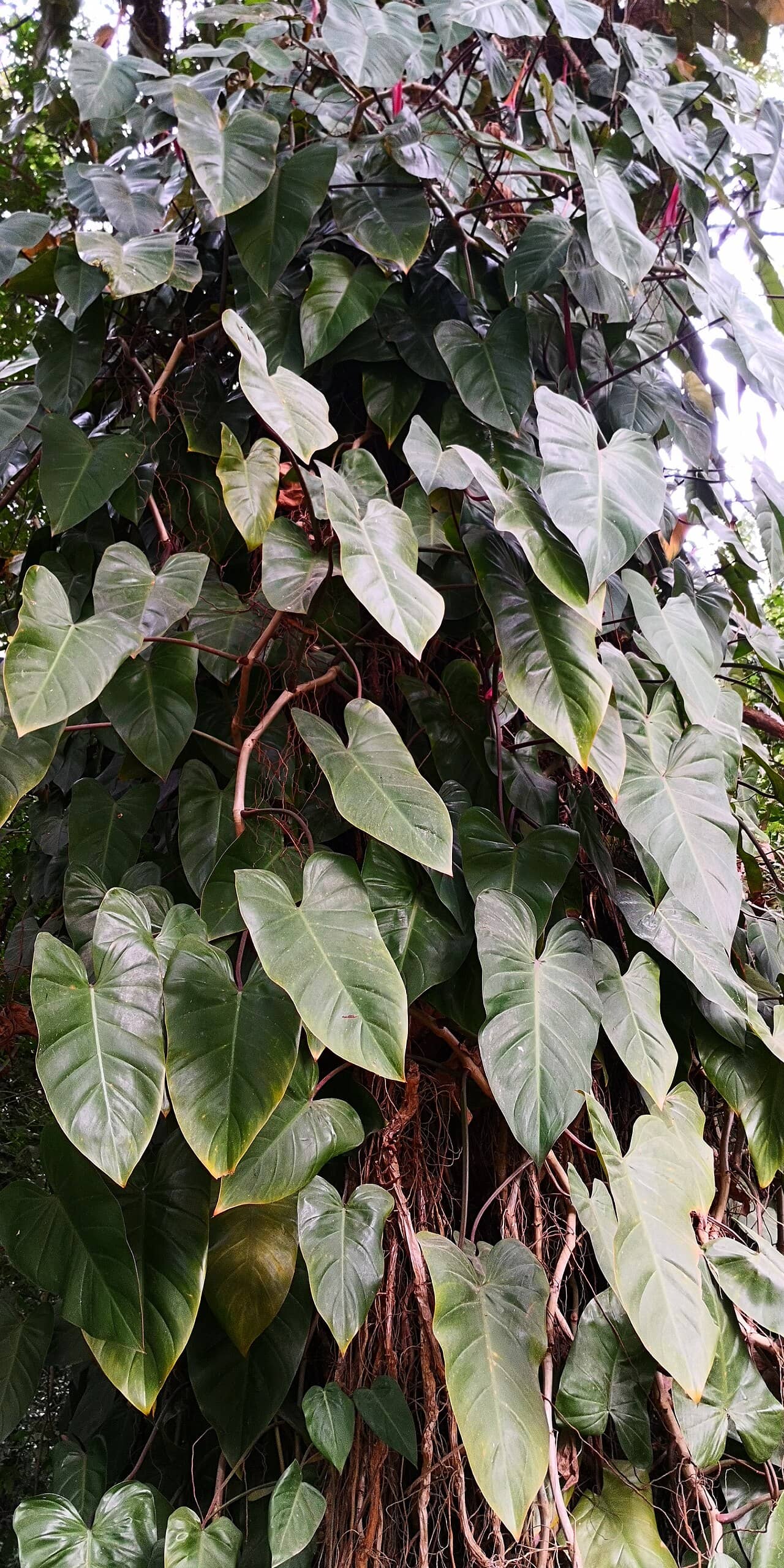 Blushing Philodendron (Philodendron erubescens), the whole plant.