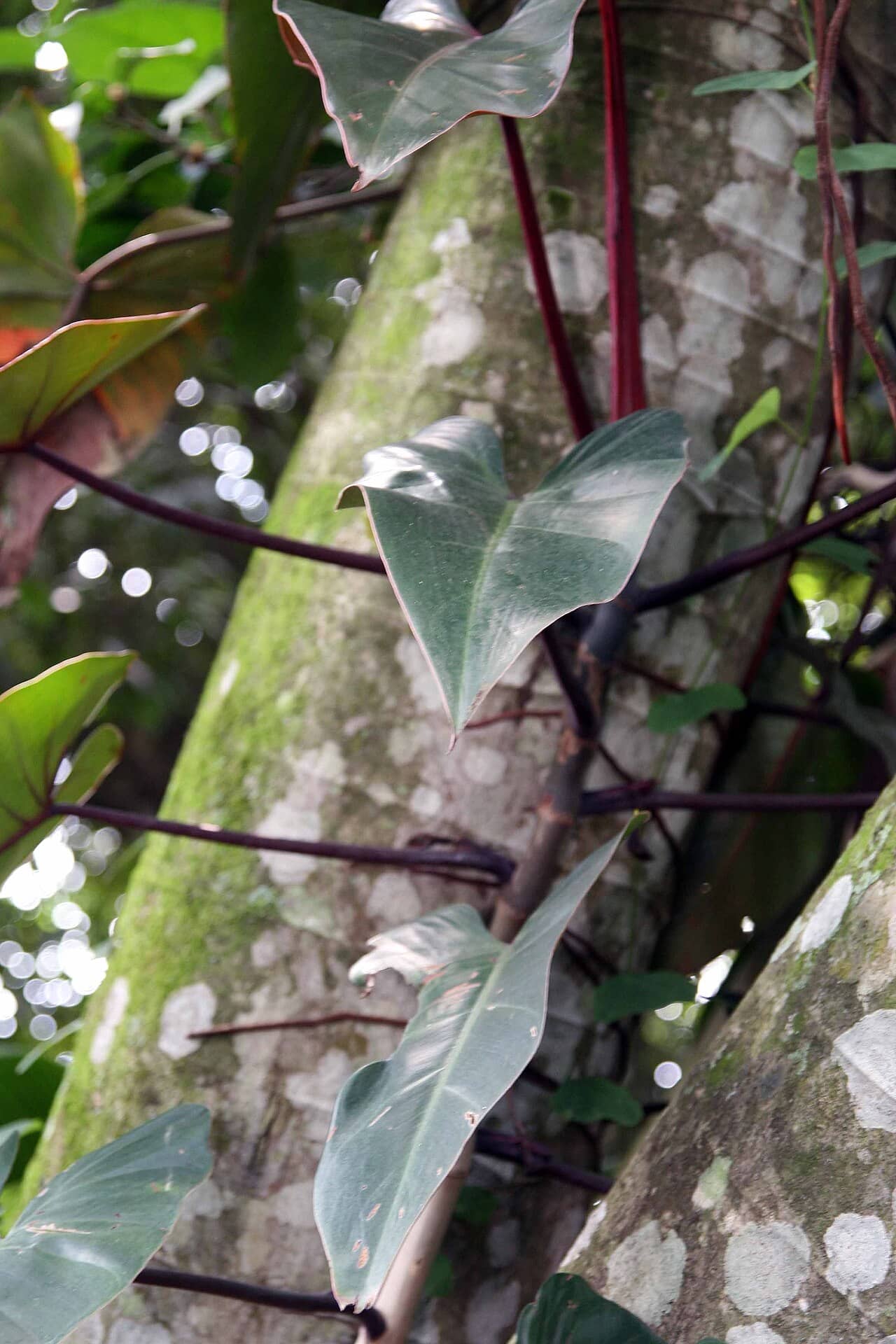 Close view of Blushing Philodendron (Philodendron erubescens) foliage.