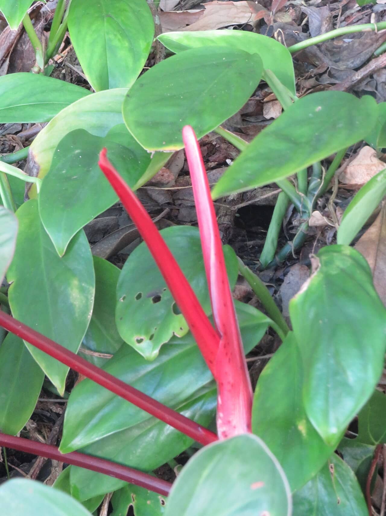 Blushing Philodendron (Philodendron erubescens) growing wild.