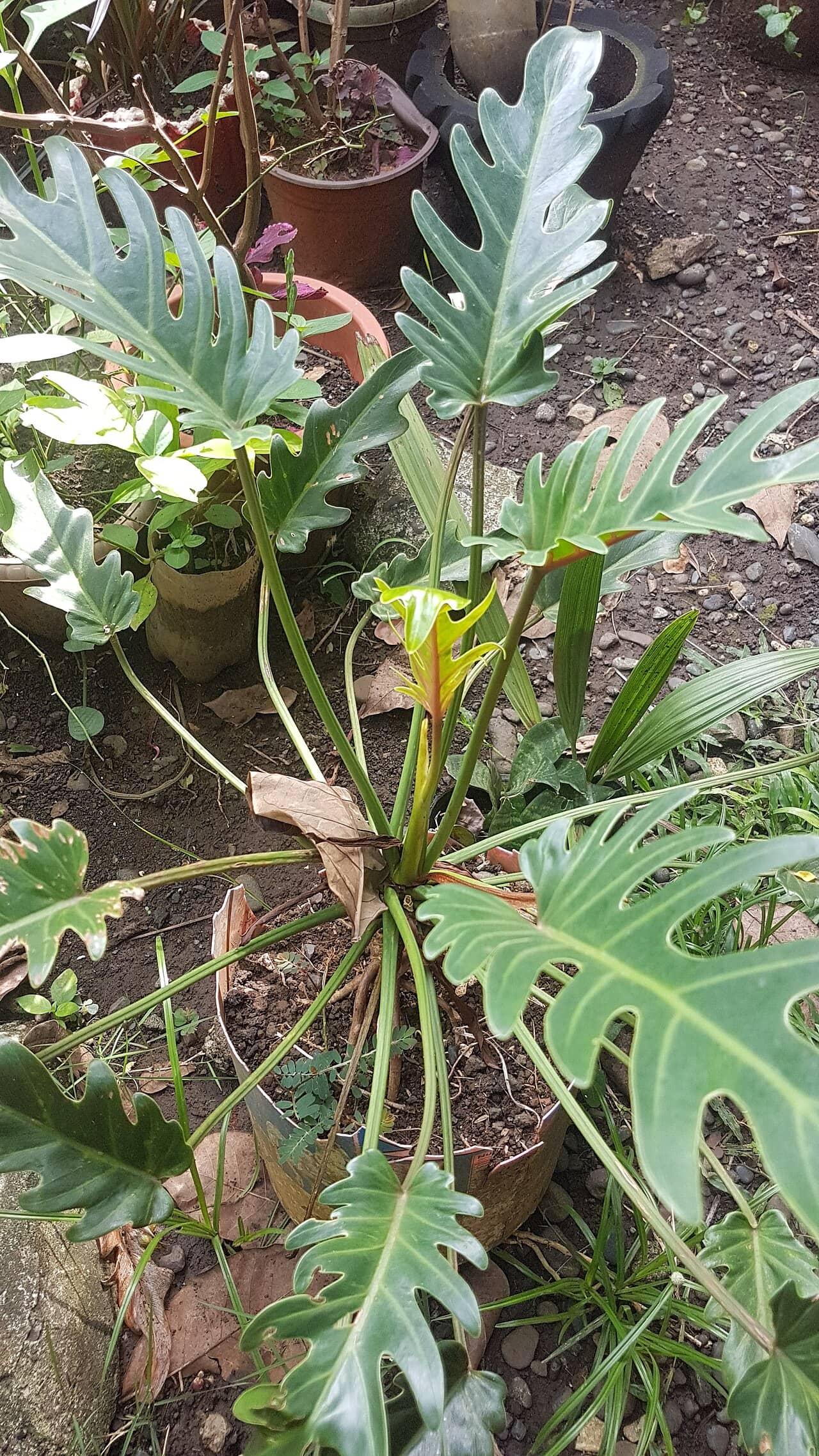 Winterbourn Philodendron (Philodendron xanadu), the whole plant.